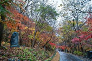 2007년 임업직불제의 변화: 산림공익가치 보전지불제 신규 도입과 직불금 인상액